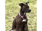 Adopt CoCo a Pit Bull Terrier