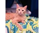 Adopt Celine a Domestic Short Hair