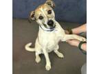 Adopt Wilma a Jack Russell Terrier