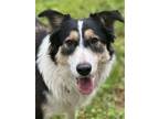 Adopt Onyx 3095 a German Shepherd Dog