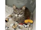 Adopt Mouse a Domestic Medium Hair