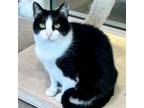 Adopt Dannie a Domestic Short Hair