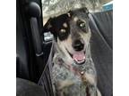 Adopt Bessie a Australian Cattle Dog / Blue Heeler