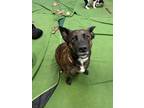 Adopt Mia a Australian Cattle Dog / Blue Heeler