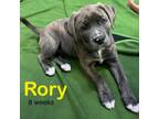 Adopt Rory a Australian Cattle Dog / Blue Heeler