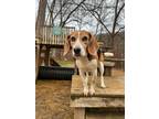 Adopt Daisy a Beagle