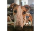 Adopt Ballinvanna Lass a Greyhound