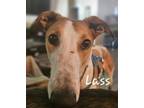 Adopt Ballinvanna Lass (Lass) a Greyhound