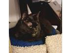 Adopt Gabby a Domestic Short Hair