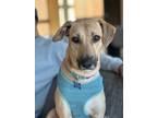 Adopt Wiggles a Whippet