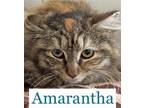 Adopt Amarantha a Domestic Long Hair