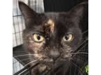 Adopt Stormy a Domestic Short Hair