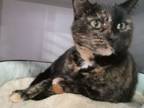 Adopt Misty a Domestic Short Hair