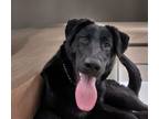 Adopt Juliet a Flat-Coated Retriever, Black Labrador Retriever