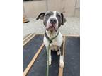 Adopt HIPPY a Pit Bull Terrier