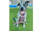 Adopt ANGEL a Australian Cattle Dog / Blue Heeler, Pit Bull Terrier