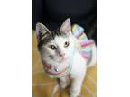 Adopt Bailey a Domestic Short Hair