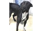 Adopt Lucille a Terrier, Labrador Retriever