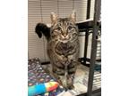 Adopt Frankie a Domestic Short Hair