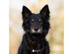 Adopt Crumbs a Border Collie, Mixed Breed