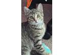 Adopt PHOEBE a Domestic Short Hair