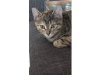 Adopt Skyler a Domestic Short Hair