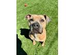 Adopt Lucy a American Staffordshire Terrier