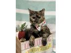 Adopt CLARA BOW a Domestic Short Hair