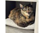 Adopt Jellylorum a Domestic Medium Hair