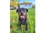 Adopt Zelda a Rottweiler