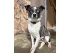 Adopt Glimmer a Cattle Dog, Terrier