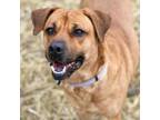 Adopt Sunny a Pit Bull Terrier, Shepherd