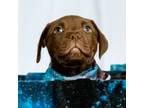 Adopt Outer Space Litter a Pit Bull Terrier, Mastiff