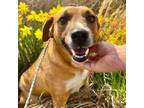 Adopt Phoenix a Mixed Breed