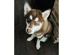 Adopt Rory a Siberian Husky