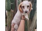 Dachshund Puppy for sale in Riverside, CA, USA