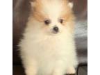 Duke (Pomeranian)