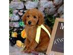 AKC Moyen Poodle Mr. Yellow