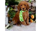 AKC Moyen Poodle Mr. Green