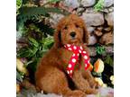 AKC Moyen Poodle Mr. Red