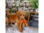 AKC Moyen Poodle Mr. Orange