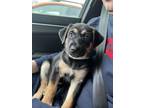 Adopt Tanzy a German Shepherd Dog, Mixed Breed