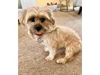 Adopt FeFe a Lhasa Apso