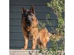 German Shepherd Dog Puppy for sale in Grants Pass, OR, USA