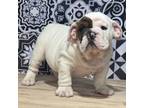 Bulldog Puppy for sale in Hillside, NJ, USA