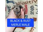 Blk & rust merle male