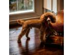 Poodle (Toy) Puppy for sale in Fort Lauderdale, FL, USA