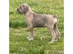 Cane Corso Puppy for sale in Cleveland, AL, USA