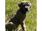 Cane Corso Puppy for sale in Cleveland, AL, USA