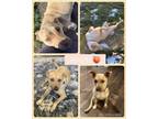 Adopt Peach a Mixed Breed